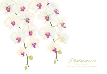 水彩で描いた胡蝶蘭のイラスト