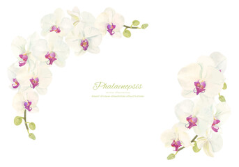 水彩で描いた胡蝶蘭のイラスト