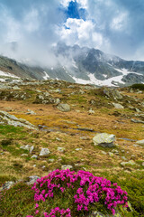 Beautiful alpine scenery, pristine glacier lake, rocks and spring flowers in the Transylvanian Alps in  early summer