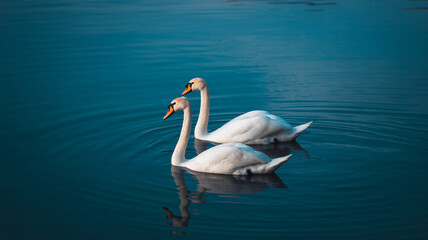 Obraz premium Two white swans swimming together in calm blue water