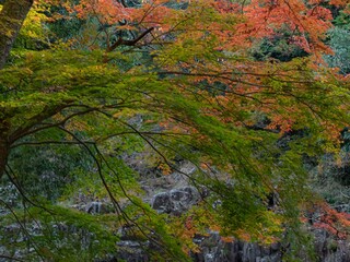 紅葉の景観