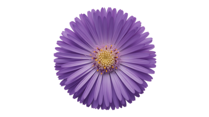 Purple daisy flower head isolated on white background
