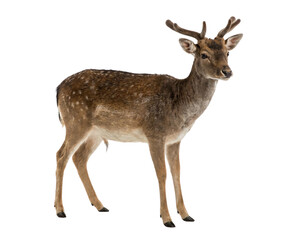 Obraz premium Young Spotted Fallow Deer Buck Isolated on White Background