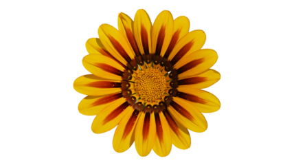 Yellow gazania flower bloom isolated on white background
