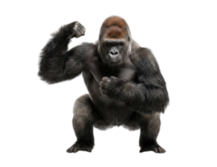 Strong Silverback Gorilla flexing arm with powerful pose isolated on white background