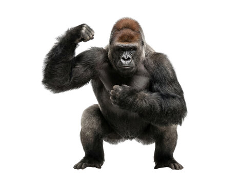 Strong Silverback Gorilla flexing arm with powerful pose isolated on white background
