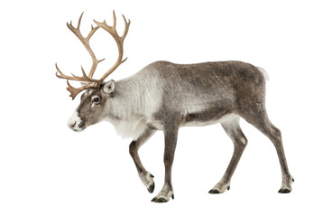 Obraz premium Isolated Reindeer with Large Antlers Walking on White Background