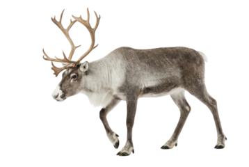 Isolated Reindeer with Large Antlers Walking on White Background