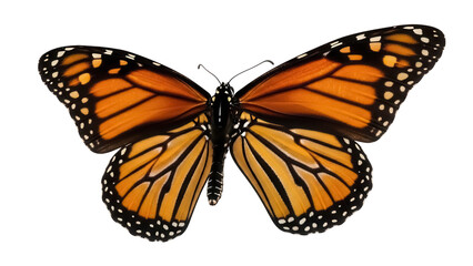 Fototapeta premium Monarch butterfly PNG isolated on transparent background, orange and black wings with white spots, beautiful insect for design projects