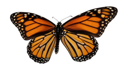 Monarch butterfly PNG isolated on transparent background, orange and black wings with white spots, beautiful insect for design projects