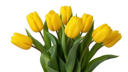 Bunch of yellow tulip flowers isolated PNG on transparent background, spring blossom bouquet for floral design and decoration