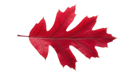 Vibrant red oak leaf isolated PNG on transparent background, autumn foliage cutout for seasonal design and graphic elements