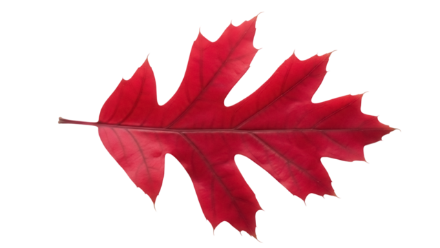 Vibrant red oak leaf isolated PNG on transparent background, autumn foliage cutout for seasonal design and graphic elements - Powered by Adobe