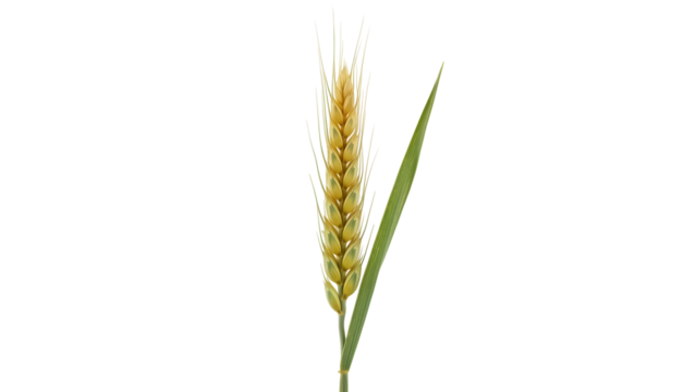 Golden wheat ear isolated PNG, grain spikelet on transparent background for agriculture and harvest concepts - Powered by Adobe