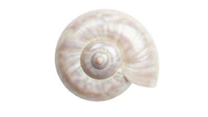 Elegant nautilus shell isolated PNG on transparent background, pearly spiral seashell with iridescent surface for marine life and design projects