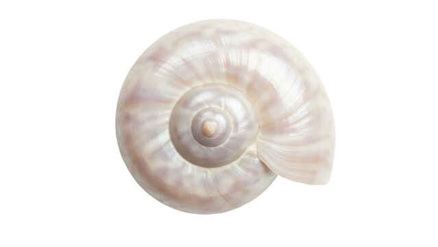 Elegant nautilus shell isolated PNG on transparent background, pearly spiral seashell with iridescent surface for marine life and design projects