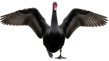 Majestic black swan with wings spread isolated PNG, elegant bird on transparent background for design projects and nature-themed compositions