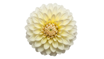 Creamy white dahlia flower isolated PNG on transparent background, elegant floral element for wedding invitations and graphic design