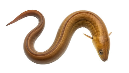 Fototapeta premium Brown freshwater eel isolated PNG on transparent background, aquatic animal with smooth skin and small fins, wildlife
