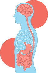 Human Anatomy Digestive System and Brain Illustration Keywords: human, anatomy, digestive system, brain, stomach, intestines