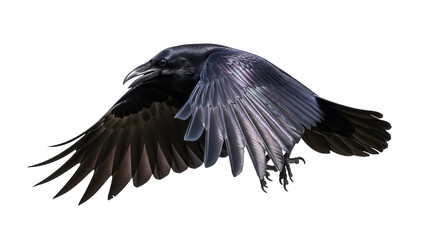Obraz premium Majestic raven in flight PNG isolated on transparent background, dark bird with open wings for wildlife and Halloween designs