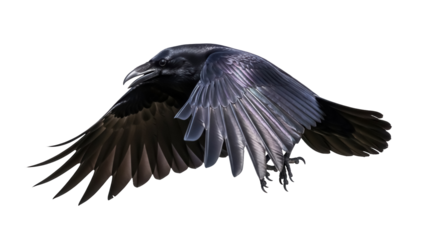 Majestic raven in flight PNG isolated on transparent background, dark bird with open wings for wildlife and Halloween designs