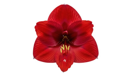 Isolated red Amaryllis flower, close-up botanical view, vibrant color, beautiful plant blossom