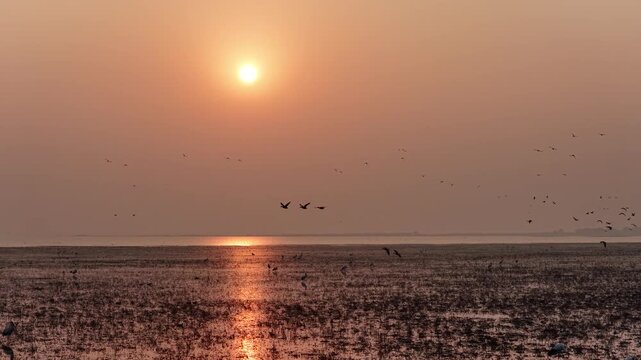 Migratory birds in Poyang Lake, China