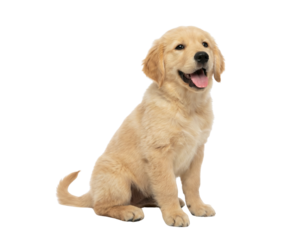 Happy Golden Retriever puppy sitting isolated on white background