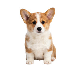 Cute fluffy brown and white Corgi puppy sitting isolated on white background