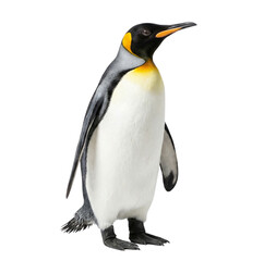 Naklejka premium King Penguin standing isolated on white background