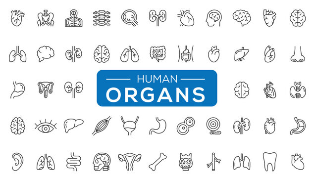 Human Body Anatomy Line Icons Set. Thin Line Vector of Organs, Skeleton and Body Parts for Medical line vector icons