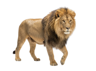 Full body adult male lion walking with majestic mane isolated on white background