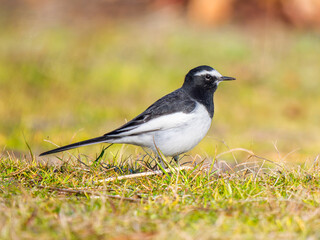 Obraz premium 地面を歩くセグロセキレイ