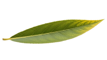 Obraz premium Isolated Narrow Leaf from Tree in Late Summer or Early Autumn, Pointed Shape and Veins Visible