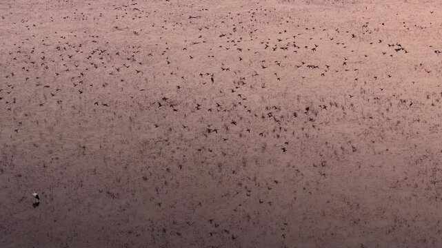 Migratory birds in Poyang Lake, China