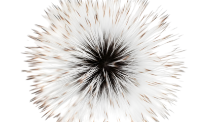 White and brown dandelion seed head isolated on a transparent background black