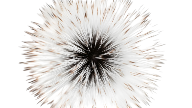 White and brown dandelion seed head isolated on a transparent background black - Powered by Adobe