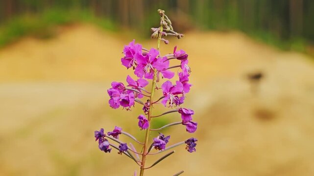 Single pink fireweed chamerion angustifolium flower isolated in summer meadow