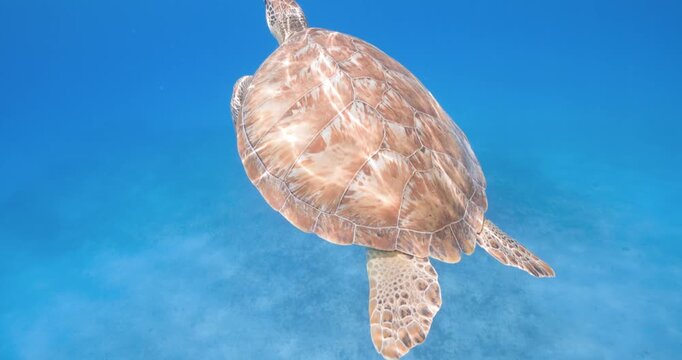 An aerial underwater view captures a sea turtle gliding effortlessly through clear blue water