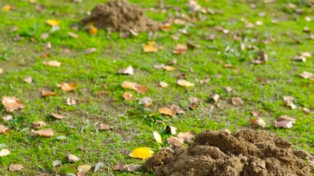 Growing molehill emerging from a green lawn. Fresh soil from a molehill emerging and growing on a green lawn covered with autumn leaves, indicating the presence of a burrowing mole creating damage