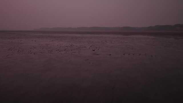 Migratory birds in Poyang Lake, China