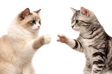 Two Different Cats Facing Each Other in Playful Paw Game