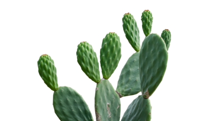 Green cactus pads plant isolated on white background
