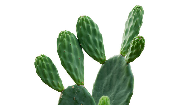 Green cactus pads plant isolated on white background

