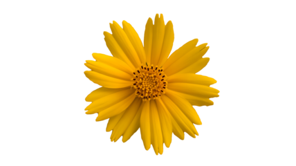 Yellow daisy flower head isolated on white background
