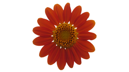 Red daisy flower head isolated on white background
