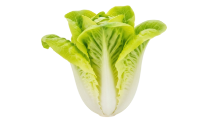 Isolated little gem lettuce, fresh and healthy vegetable, healthy food choice, vegetarian