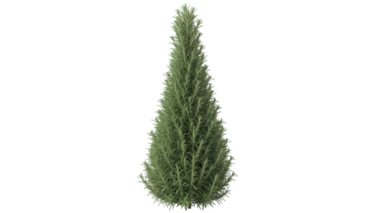 Isolated Rosemary plant, cone shaped herb garden topiary for culinary food seasoning use