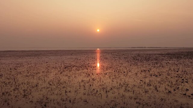 Migratory birds in Poyang Lake, China